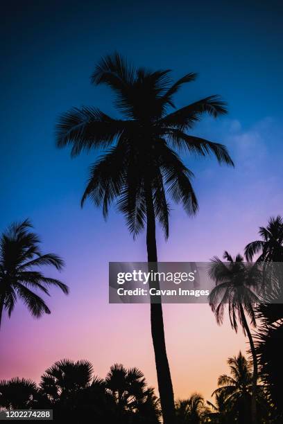 palm tree in the evening light - oil palm stock-fotos und bilder