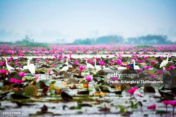 biodiversity in nong han kumphawapi lake. - udon thani stockfoto's en -beelden