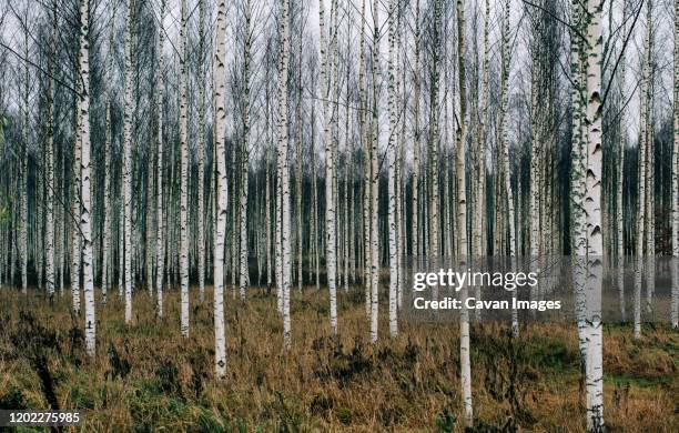 forest of silver birch trees in sweden in winter - birch forest stock pictures, royalty-free photos & images