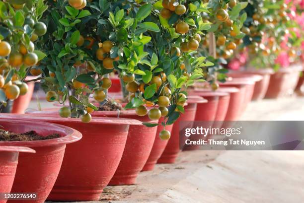 kumquat on pot selling in vietnam market - albero da frutto foto e immagini stock