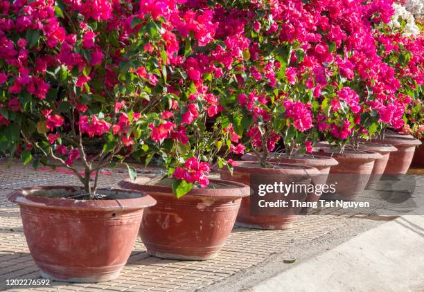 bougainvillea on pot - buganville foto e immagini stock