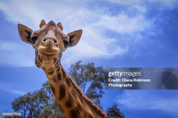 headshot of a masai giraffe near nairobi, kenya, east africa - tierhals stock-fotos und bilder