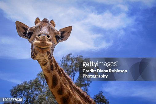4,998 Long Neck Animals Photos and Premium High Res Pictures - Getty Images