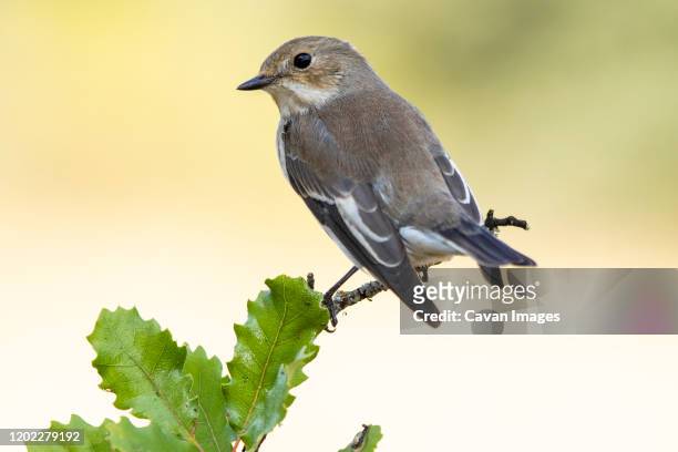 flycatchers (ficedula hypoleuca) perched on its hanger - galapagos finch stock pictures, royalty-free photos & images