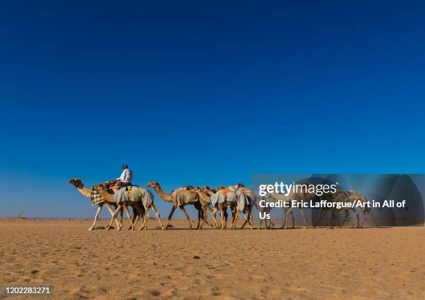 Training for camel racing in the Rub' al Khali empty quarter desert, Najran province, Hubuna, Saudi Arabia on January 2, 2020 in Hubuna, Saudi Arabia.