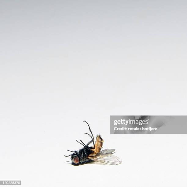 dead fly - zweiflügler stock-fotos und bilder
