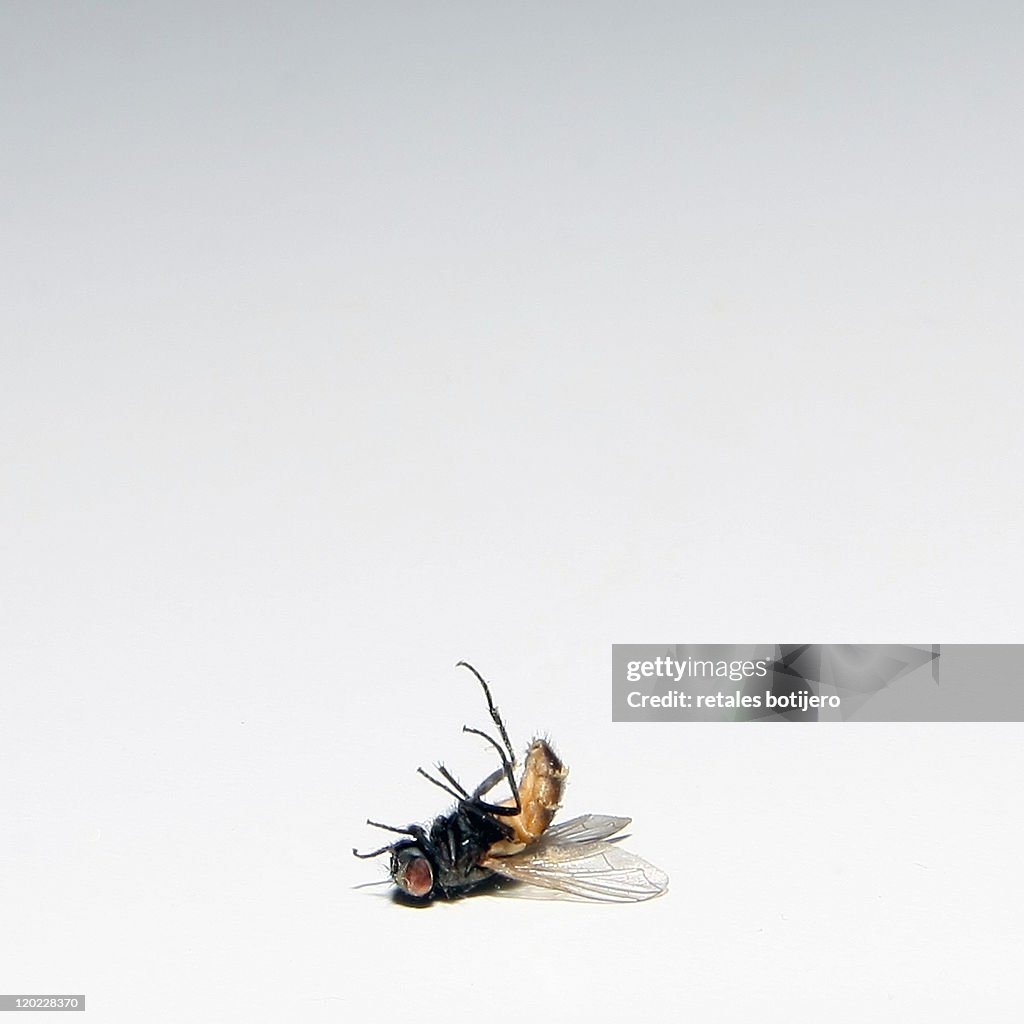 Dead fly