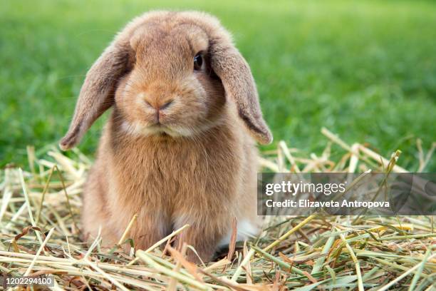 decorative dwarf rabbit in a green meadow - rabbit fotografías e imágenes de stock