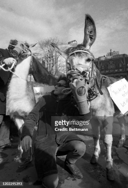 Wearing an air pollution mask, this mule was one of a unique array of animals that took part in picketing City Hall. Norman King, the sponsor of this...
