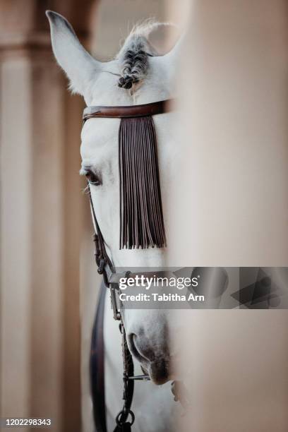 pferd schimmelhengst mit traditioneller trense in spanien andalusien - spanien stock pictures, royalty-free photos & images