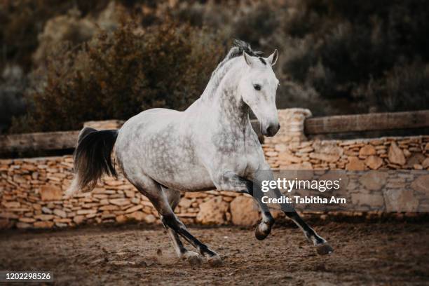 pferd schimmelhengst in bewegung im galopp hengst versammlung ausdrucksstark - white horse stock pictures, royalty-free photos & images