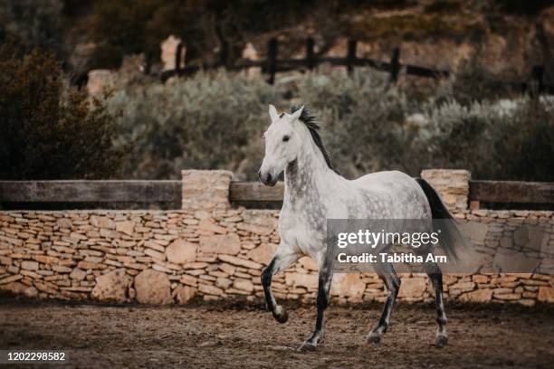 pferd schimmelhengst in bewegung im galopp hengst versammlung ausdrucksstark - ausdrucksstark stock pictures, royalty-free photos & images