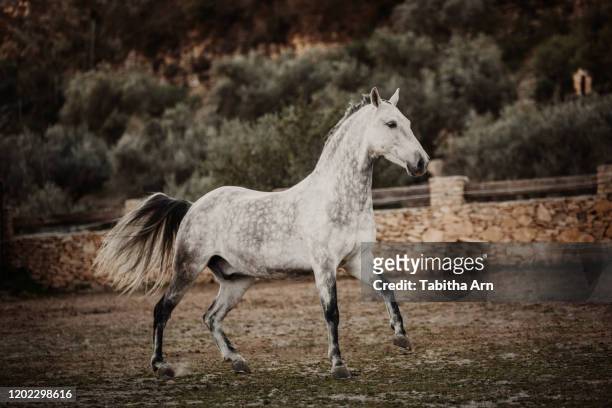 pferd schimmelhengst in bewegung im galopp hengst versammlung ausdrucksstark - andalusian horse stock pictures, royalty-free photos & images
