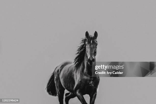 pferd in bewegung fliegende mähne schwarzweiss - black and white hair imagens e fotografias de stock