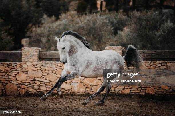 pferd schimmelhengst in bewegung im galopp hengst versammlung ausdrucksstark - ausdrucksstark stock pictures, royalty-free photos & images