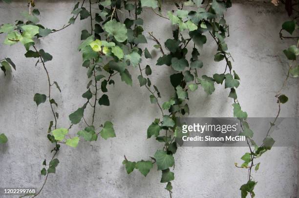 ivy vines over an old stucco surrounding wall painted white - surrounding wall stock-fotos und bilder