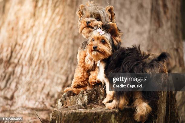 two yorkshires standing on a tree trunk - yorkshire terrier bow stock pictures, royalty-free photos & images