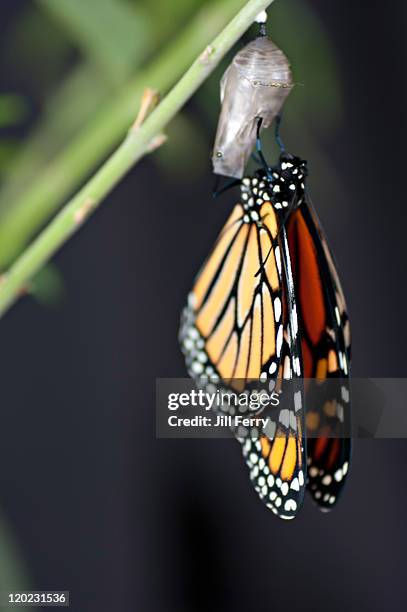 monarch butterfly - butterfly cocoon stock pictures, royalty-free photos & images