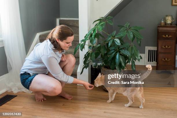 373 Sara A Cat Stock Photos, High-Res Pictures, and Images - Getty