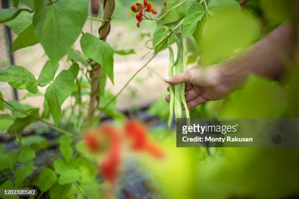 gardener picking runner beans in organic vegetable garden - runner beans stock pictures, royalty-free photos & images