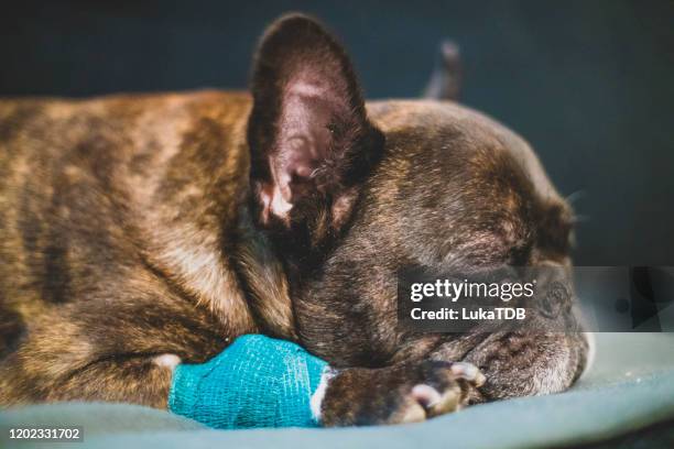 sick french bulldog sleeping on the sofa - bandage imagens e fotografias de stock