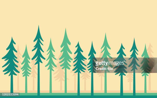 illustrations, cliparts, dessins animés et icônes de fond d'arbre de pin de bois d'arbre - bordé d'arbres