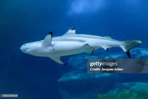 blacktip shark (carcharhinus limbatus) - blacktip reef shark foto e immagini stock