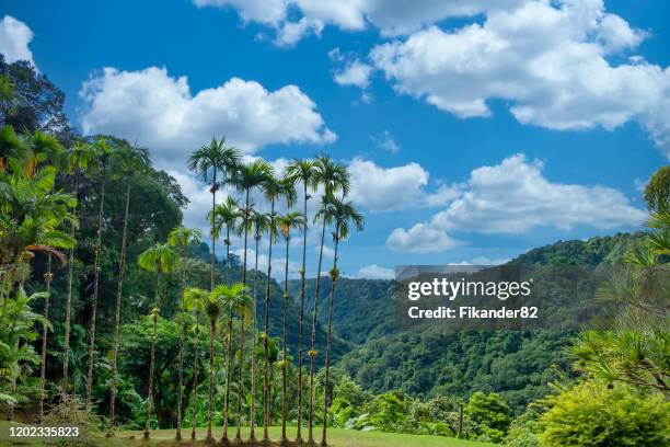 View of the beautiful garden of Balata in Martinique FWI