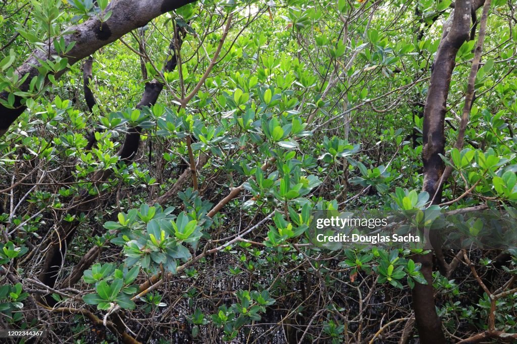 Mangrove forest