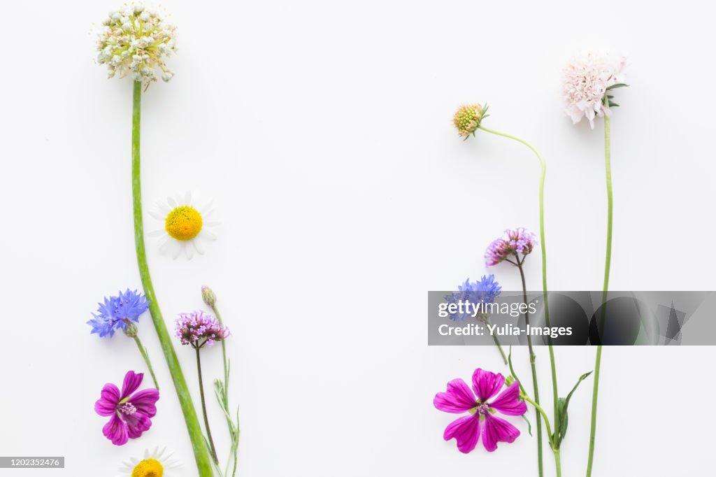 Double side border of colorful summer flowers