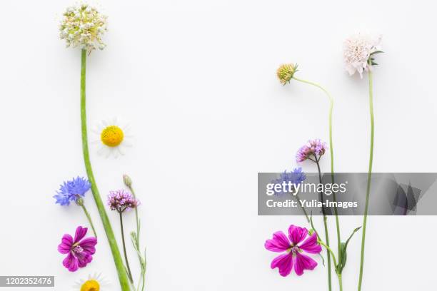 double side border of colorful summer flowers - wildblume stock-fotos und bilder