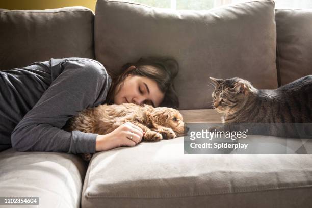 katze checkt miniatur golden doodle welpen schlafen mit seinem besitzer - cat and dog stock-fotos und bilder