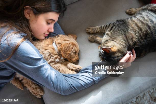 cat checks out miniature golden doodle puppy asleep with his owner - cat dog stock pictures, royalty-free photos & images