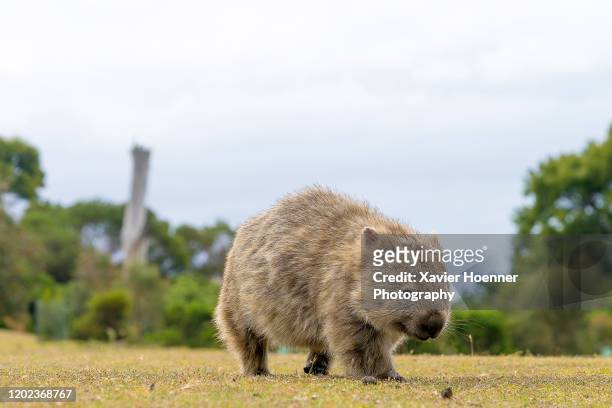 determined wombat | maria island - wombat fotografías e imágenes de stock