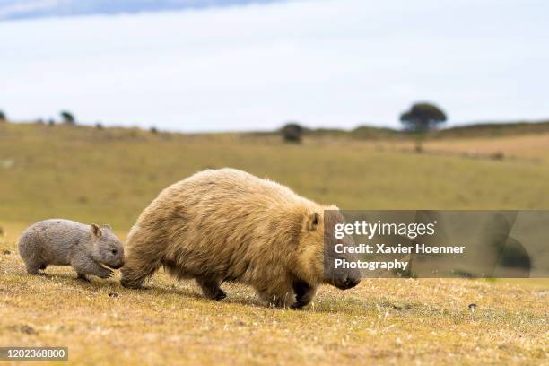 baby wombat with its mum - wombat stock-fotos und bilder