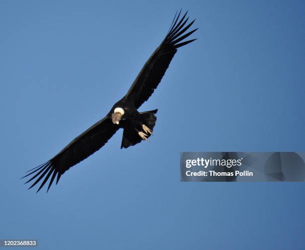 Condor Flying Back View Condor Flying Photos and Premium High Res Pictures - Getty Images