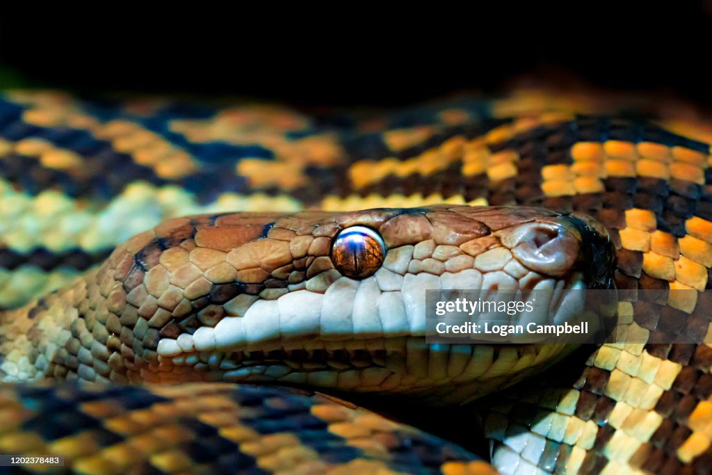 Carpet Python, enhanced partial view