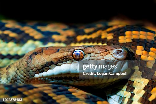 Carpet Python, enhanced partial view Carpet Python, enhanced partial view