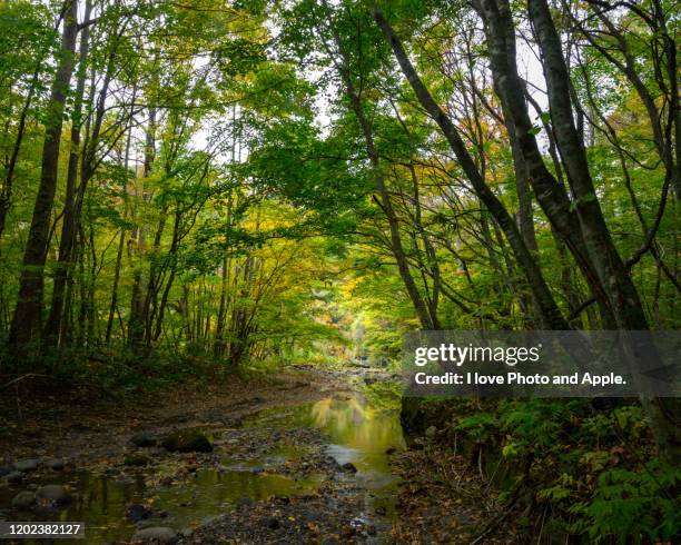 tohoku autumn scenery - 十和田市 stock pictures, royalty-free photos & images