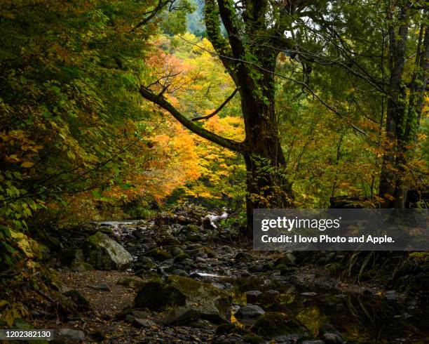 tohoku autumn scenery - 十和田市 stock pictures, royalty-free photos & images