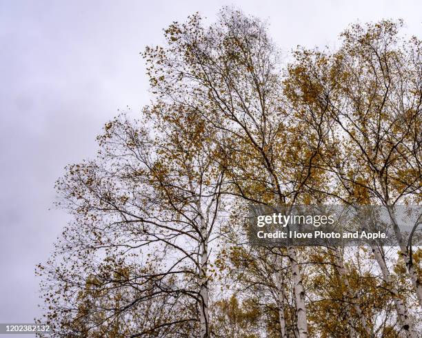 tohoku autumn scenery - 岩手県 stock pictures, royalty-free photos & images