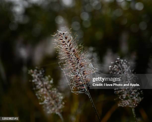 japan autumn scenery - 新潟県 stock pictures, royalty-free photos & images