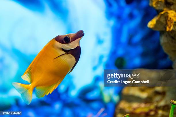 yellow rabbitfish - rabbitfish stock pictures, royalty-free photos & images