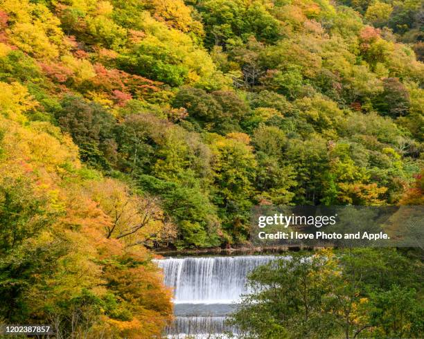 tohoku autumn scenery - 岩手県 個照片及圖片檔