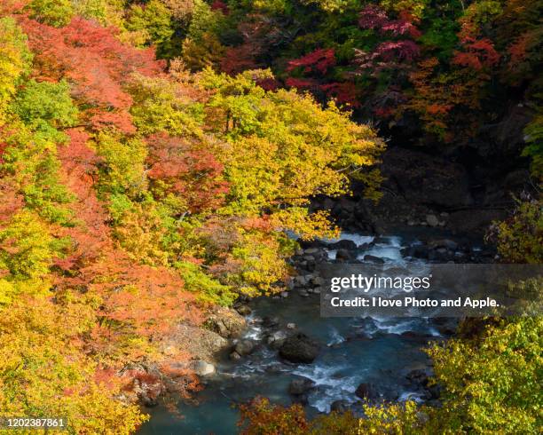 tohoku autumn scenery - 岩手県 個照片及圖片檔