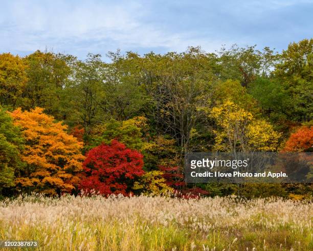 tohoku autumn scenery - 秋田県 - fotografias e filmes do acervo