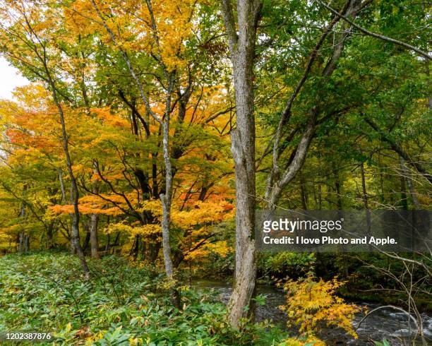 tohoku autumn scenery - 秋田県 - fotografias e filmes do acervo