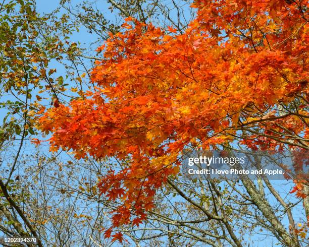 tohoku autumn scenery - 岩手県 stock pictures, royalty-free photos & images