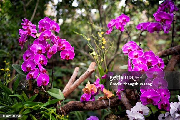phalaenopsis aphrodite rchb in the forest - orchids of asia stock pictures, royalty-free photos & images