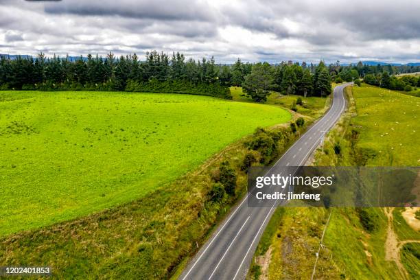 flock of sheeps grazing in green farm at state highway 49, ohakune, new zealand - ilha do norte da nova zelândia imagens e fotografias de stock